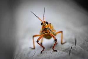 شركة رش حشرات بالمدينة المنورة